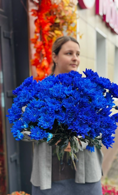 Хризантема кустовая синяя