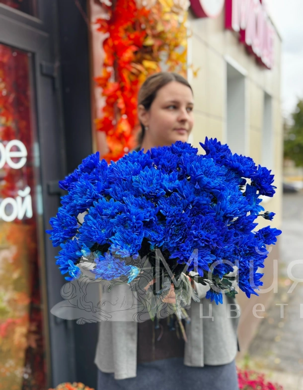 Хризантема кустовая синяя