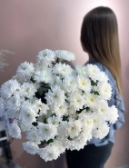 Хризантема кустовая Алтая 0