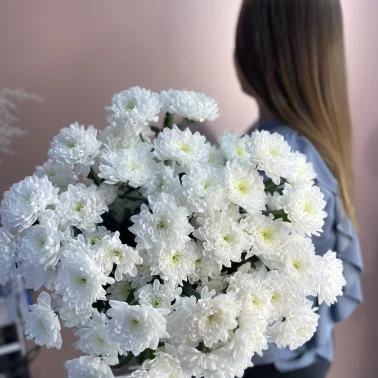 Хризантема кустовая Алтая