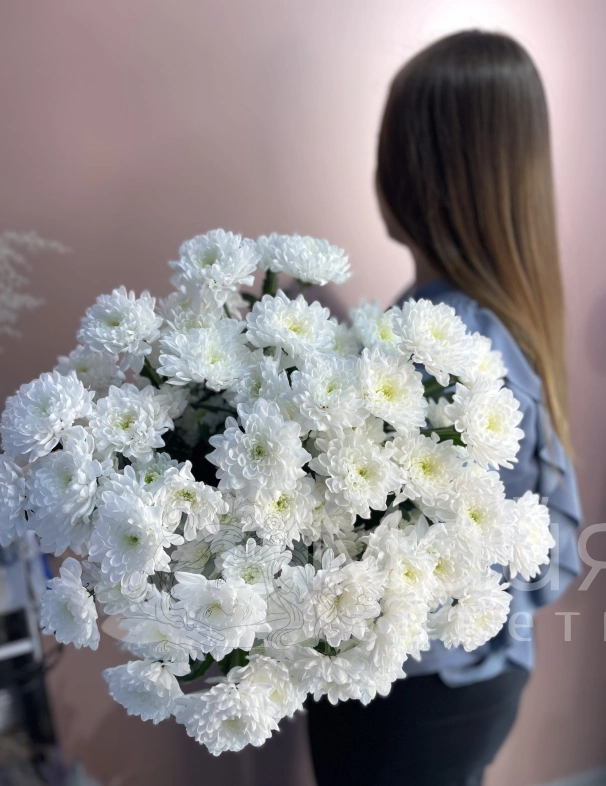 Хризантема кустовая Алтая