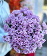 Хризантема кустовая розовая 0