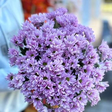 Хризантема кустовая розовая