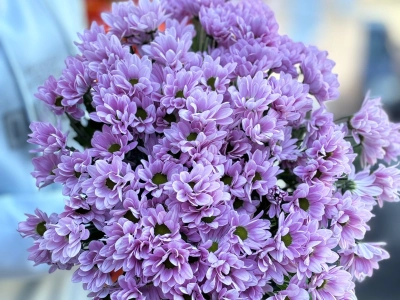 Хризантема кустовая розовая