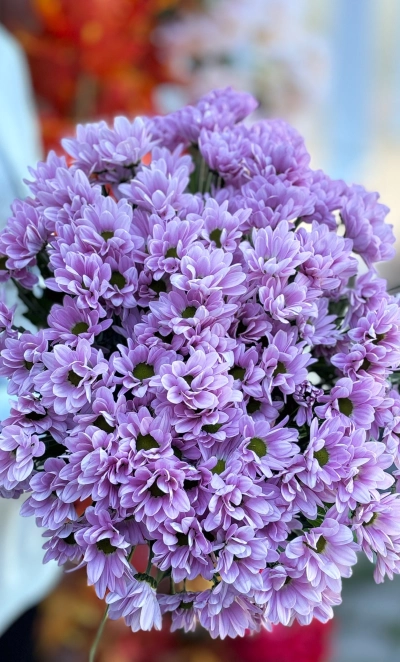 Хризантема кустовая розовая