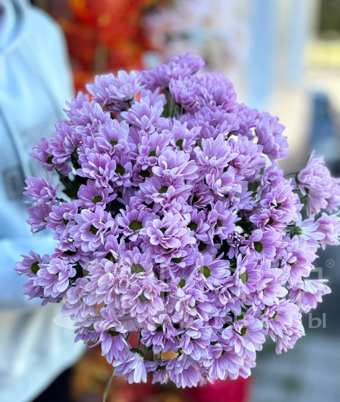 Хризантема кустовая розовая