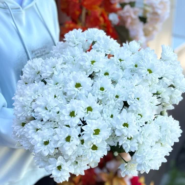 Хризантема кустовая белая