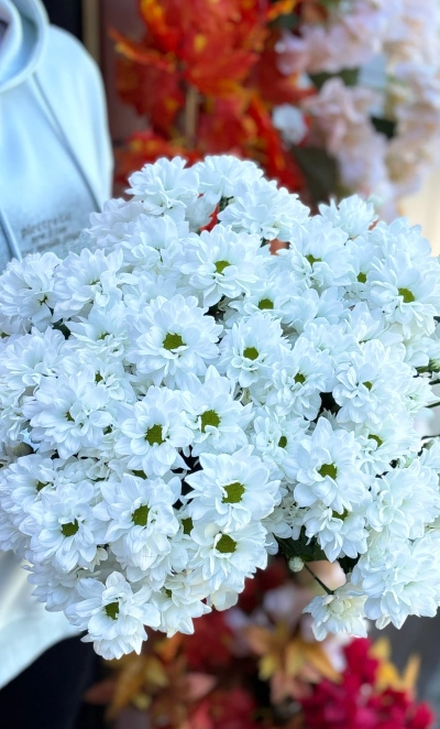 Хризантема кустовая белая