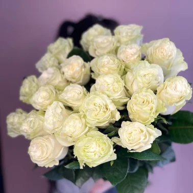 Роза Эквадор Mondial