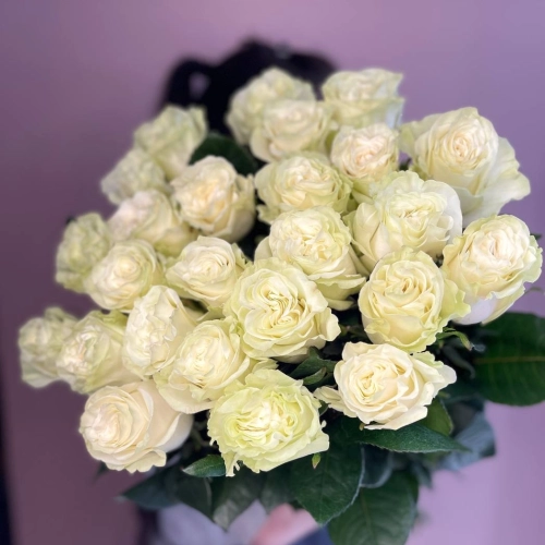 Роза Эквадор Mondial