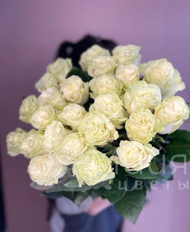 Роза Эквадор Mondial