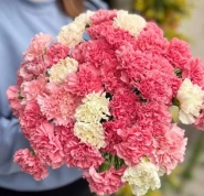 Гвоздика цветная 0