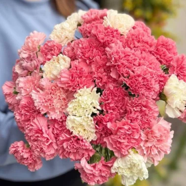 Гвоздика цветная