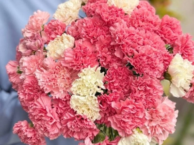 Гвоздика цветная