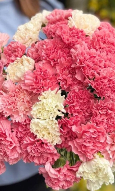 Гвоздика цветная