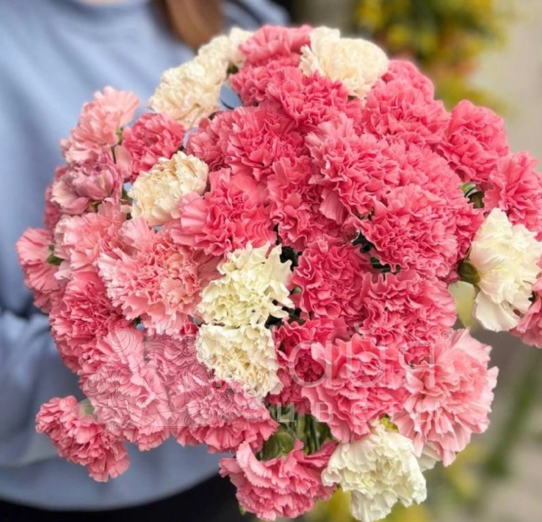 Гвоздика цветная