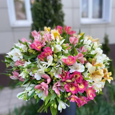 Альстромерия