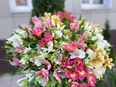 Альстромерия