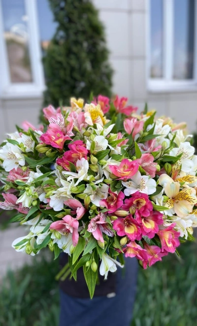 Альстромерия