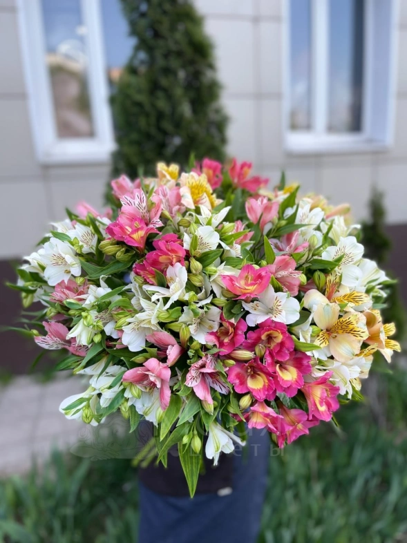 Альстромерия поштучно