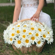 Корзина с крупными ромашками 1